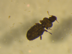 Latridiinae