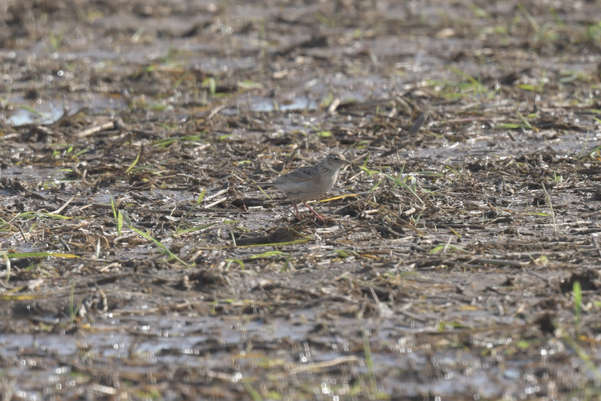 Oriental Skylark