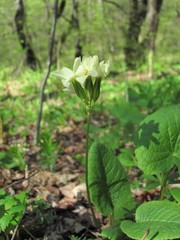 Primula cordifolia