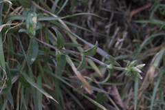 Cerastium holosteoides