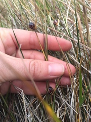 Rostkovia magellanica