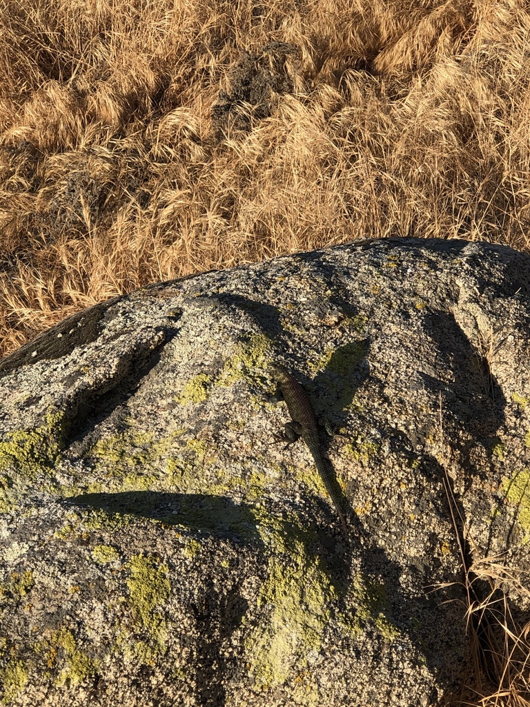 granite-spiny-lizard-from-cactus-ave-moreno-valley-ca-us-on-june-6
