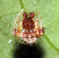 Ordgarius magnificus