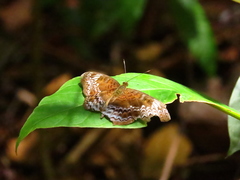 Lebadea martha parkeri