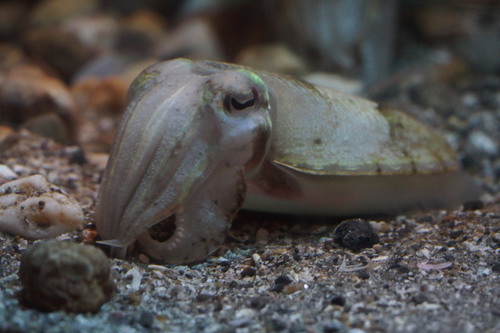 Acanthosepion esculentum