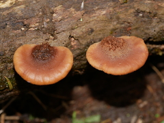 Lentinellus pulvinulus