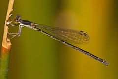 Agriocnemis rubricauda