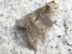 Tethea ampliata