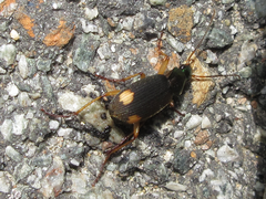 Chlaenius posticalis