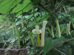Alangium platanifolium