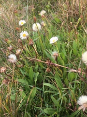Symphyotrichum vahlii