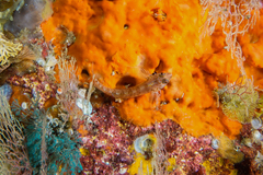 Notoclinops yaldwyni