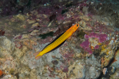 Piano Fangblenny photo 4