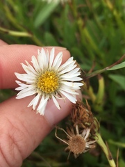 Symphyotrichum vahlii