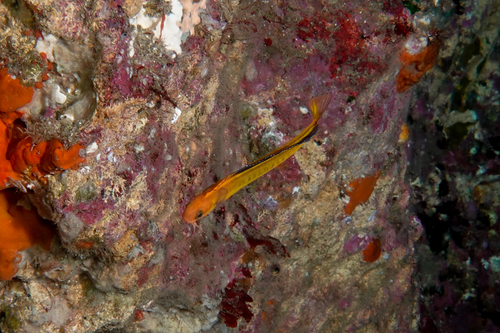 Piano fangblenny (Plagiotremus tapeinosoma) — Blenniidae — 5