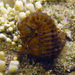 Observation photo