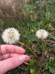 Symphyotrichum vahlii