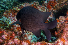 Parma alboscapularis