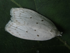 Scythropiodes approximans