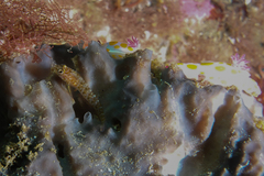 Notoclinops yaldwyni