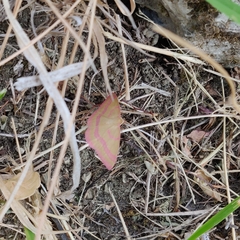 Rhodostrophia calabra