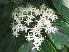 Cornus walteri