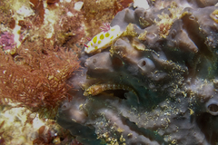 Notoclinops yaldwyni