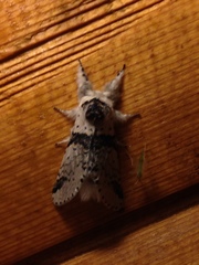 Furcula scolopendrina