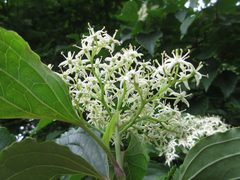 Cornus walteri