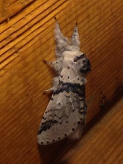 Furcula scolopendrina