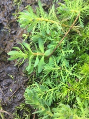 Myriophyllum quitense