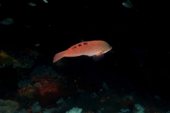 Pseudolabrus luculentus