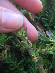 Myriophyllum quitense