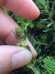 Myriophyllum quitense