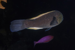 Notolabrus inscriptus