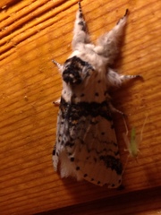 Furcula scolopendrina