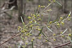 Acacia ausfeldii