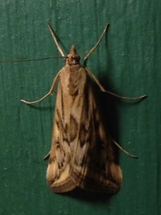 Loxostege cereralis