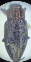 Chrysobothris femorata