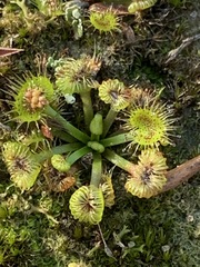 Drosera hookeri