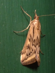 Loxostege cereralis