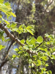 Haematoxylum brasiletto