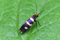 Micropterix aureatella
