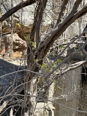 Haematoxylum brasiletto