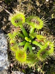 Drosera hookeri