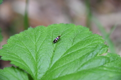 Micropterix aureatella