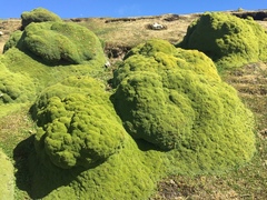 Bolax gummifera
