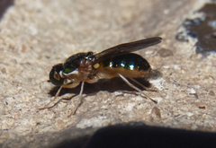 Cephalochrysa canadensis