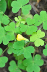 Oxalis suksdorfii