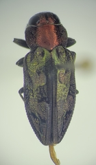 Chrysobothris ignicollis